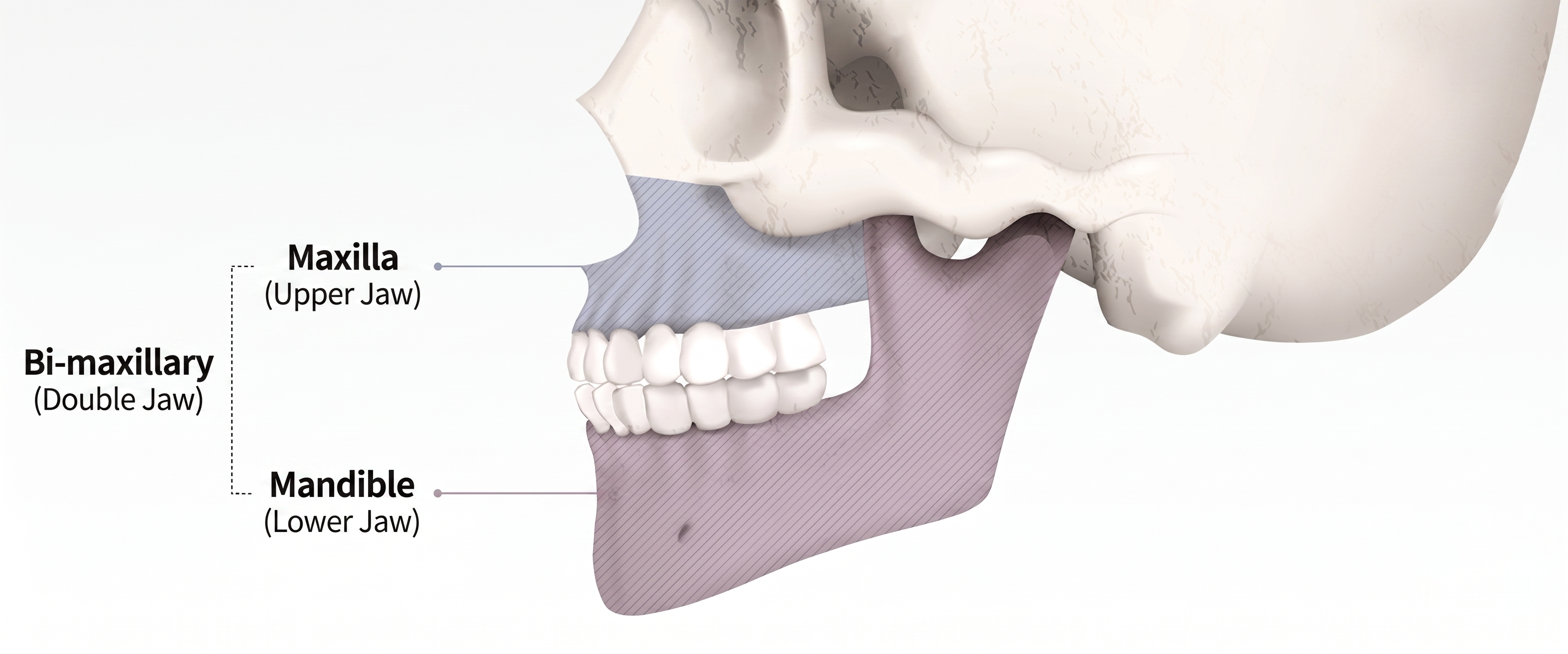 両顎手術 anatomy